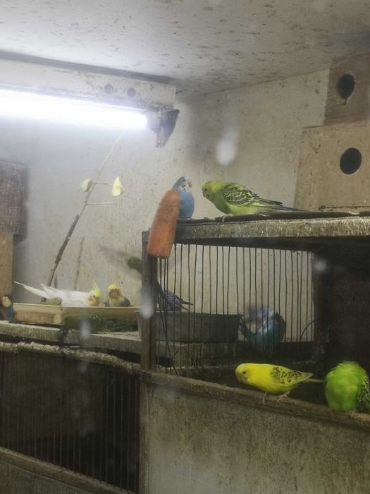 Продаются волнистые попугаи