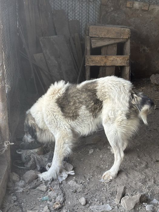 Алабай мен казахи шатыс