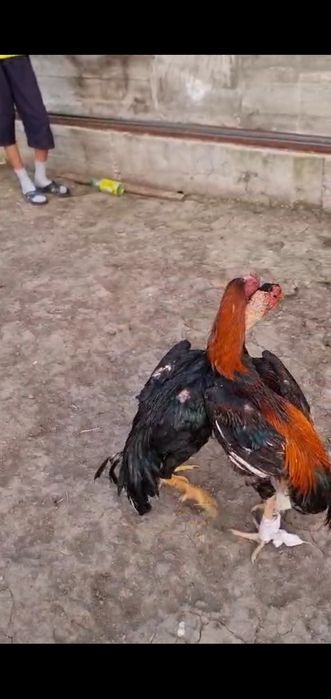 Туляк продаже спар есть