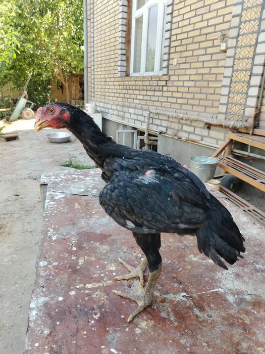 Dakan cuja sotiladi tozalari