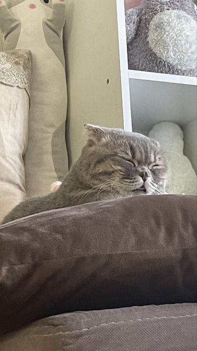 Продам кота скотишш фолд