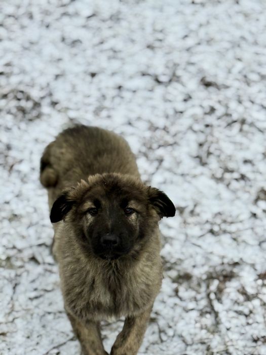 Pui Ciobanesc Carpatin