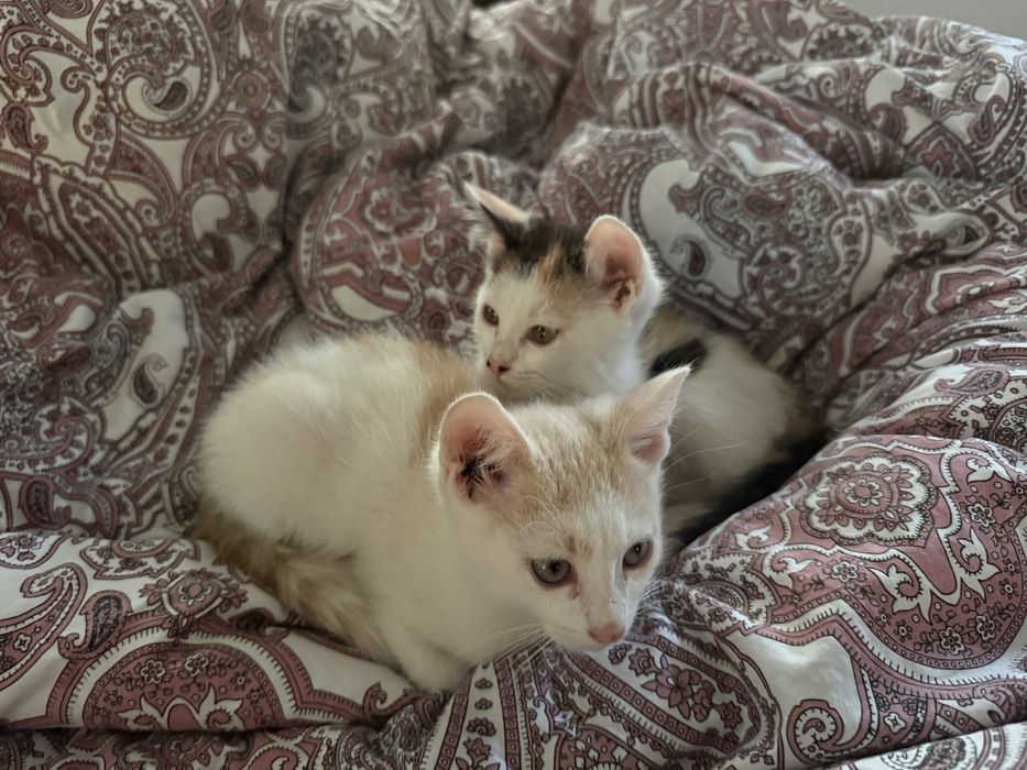 Котята в добрые любящие семьи