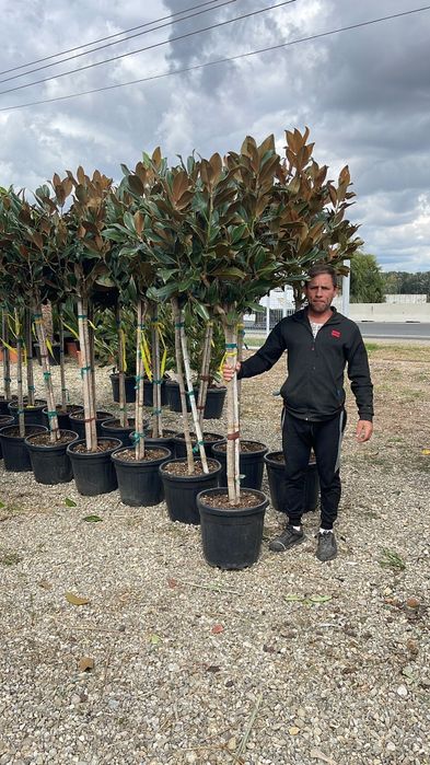 Magnolia grandiflora copac și tufa