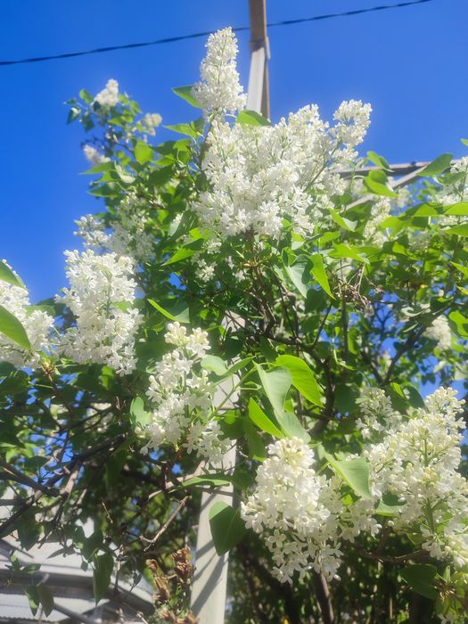 Сирень особо душистая