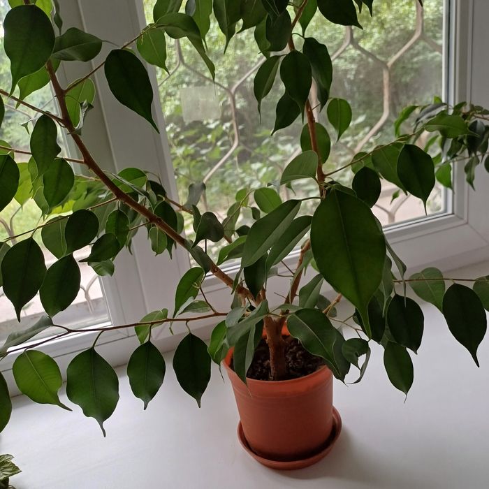 Фикус Бенджамина