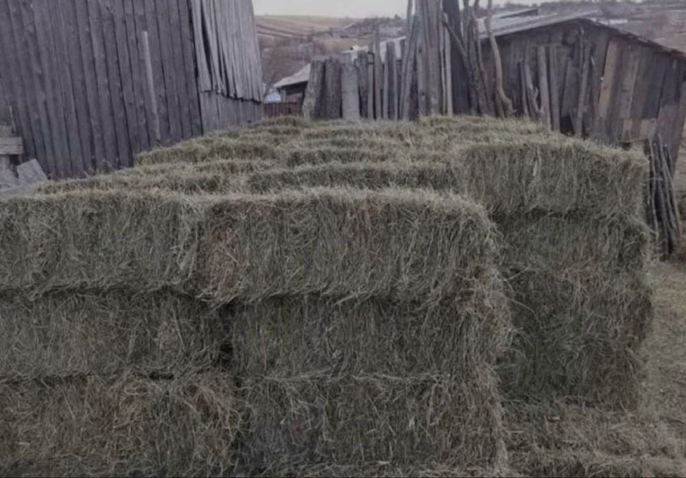 Baloti de otava si fan 2025