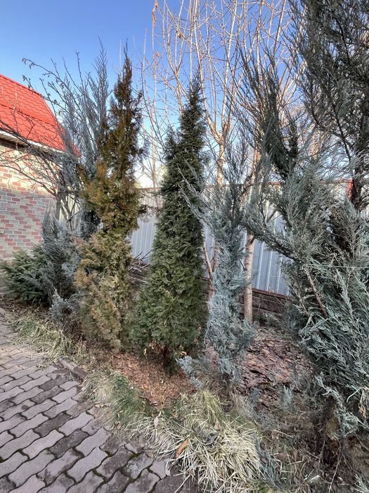 Пихты, Туи, можжевельники