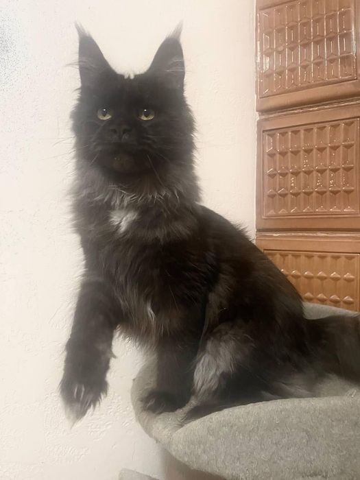 Maine Coon cu părinții campion.