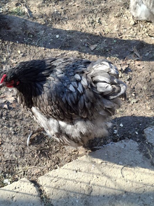 Vând ouă găini orpington albastru