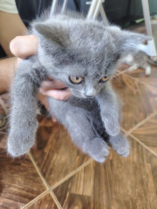 Отдам в хорошие руки котёнка