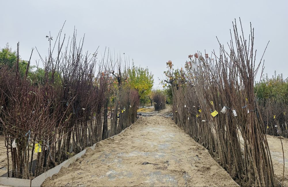 Овощни дървета, плодни храсти и лозички - Fruithome Плевен