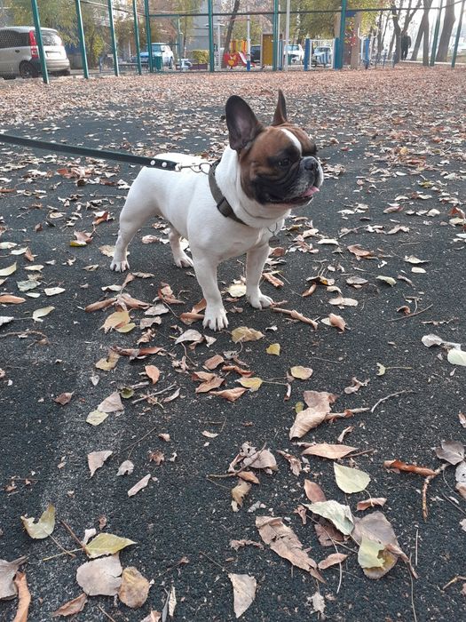 Французкий бульдог,вязка.