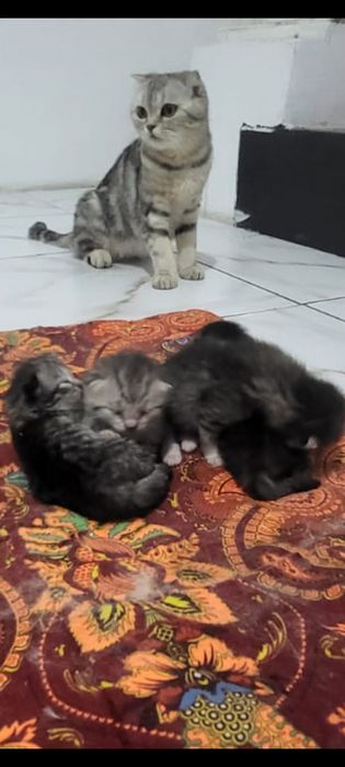 шт [10000] Шотландские вислоуихе котята с мамочкой