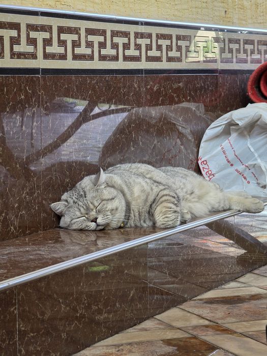 Британский короткошерстная