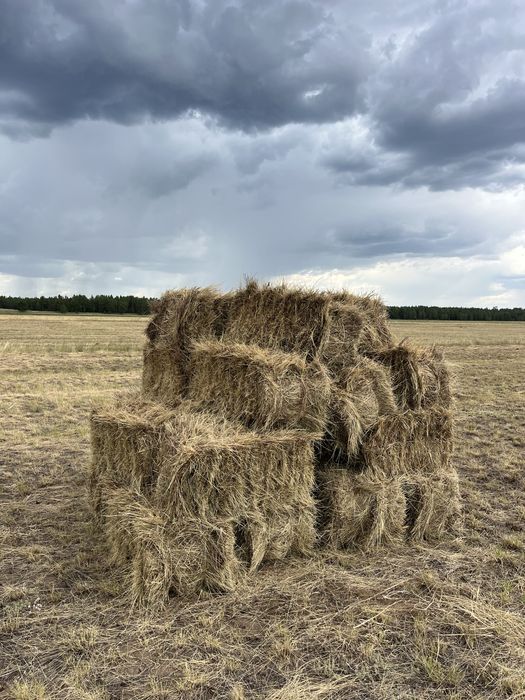 продам сено в тюках