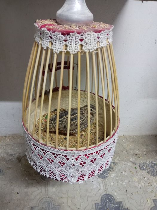 Bedana sotiladi Italiya