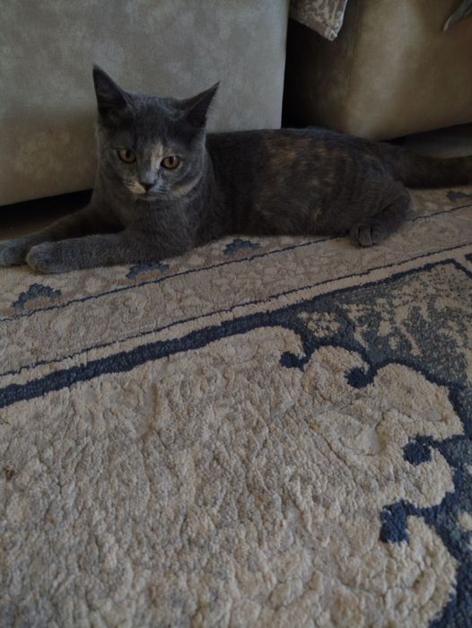 Продам КОТ British Shorthair , мушук сотилади