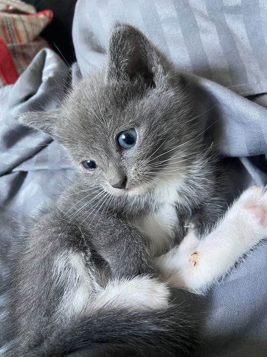 Отдам милых котят даром