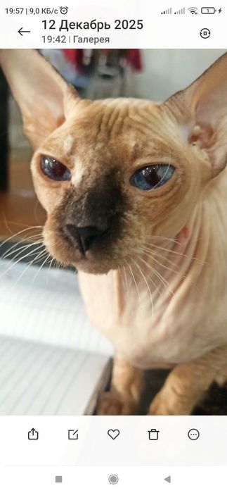 Сфинкс донской  девочка  ищет  заботливых мама и пап