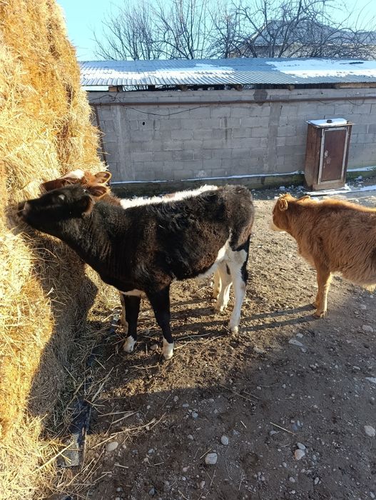 Продаются 2 бычка и 1 тёлка