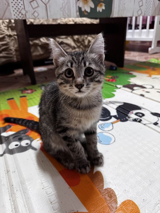 Отдам даром котят мальчик и девочка