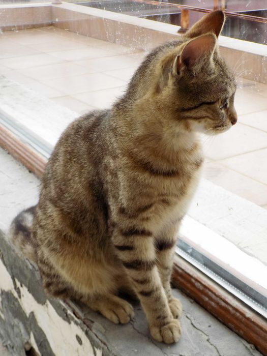 Подаряваме гальовни, умни, котета с хигиенни навици,знаещи имената си