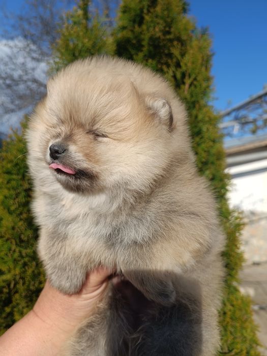 Померан/Померани