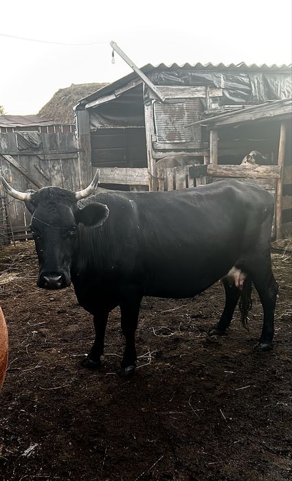 Продам двух коров