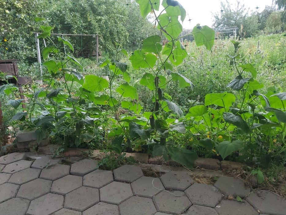 Дача, общество "Союз"