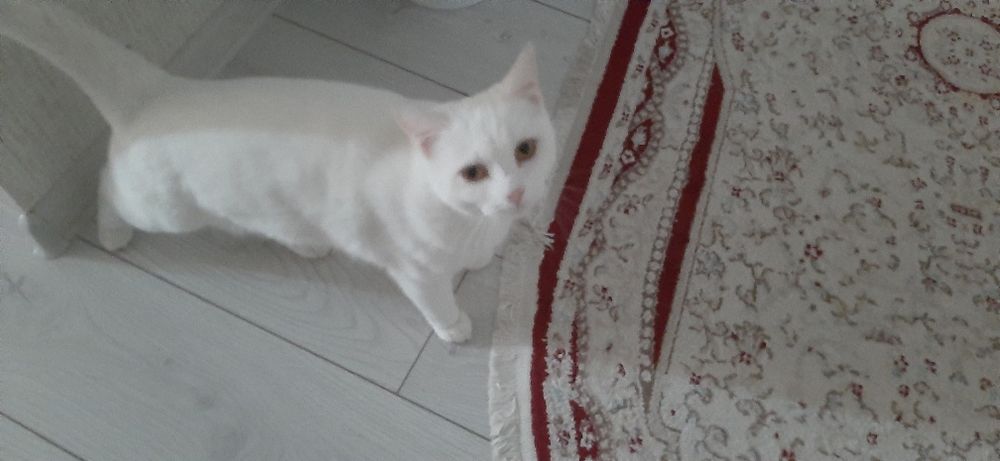 Одам кошку в хорошие руки