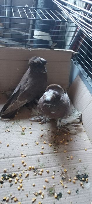 schimb un mascul ala alegere cu o femela