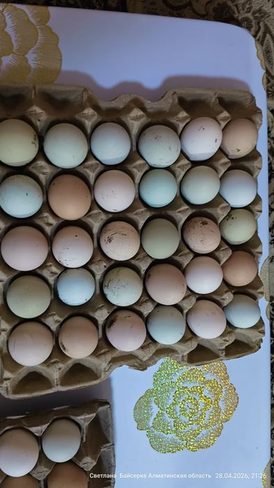 Инкубационые яйца мясо-яйчных пород