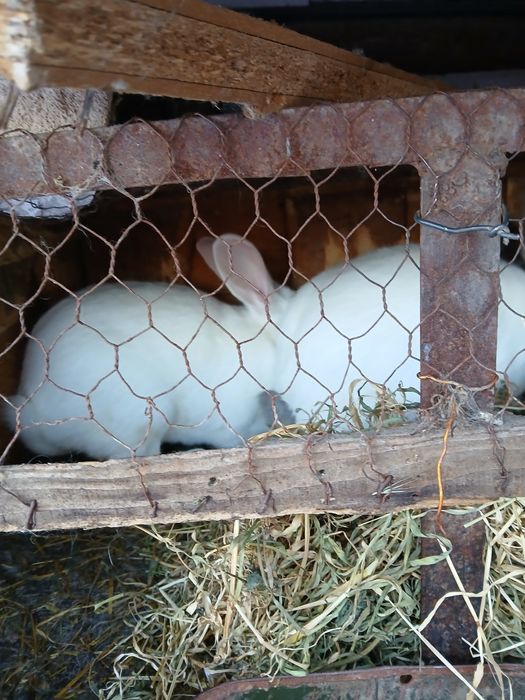 Vand iepuri 5 femele si 1 mascul