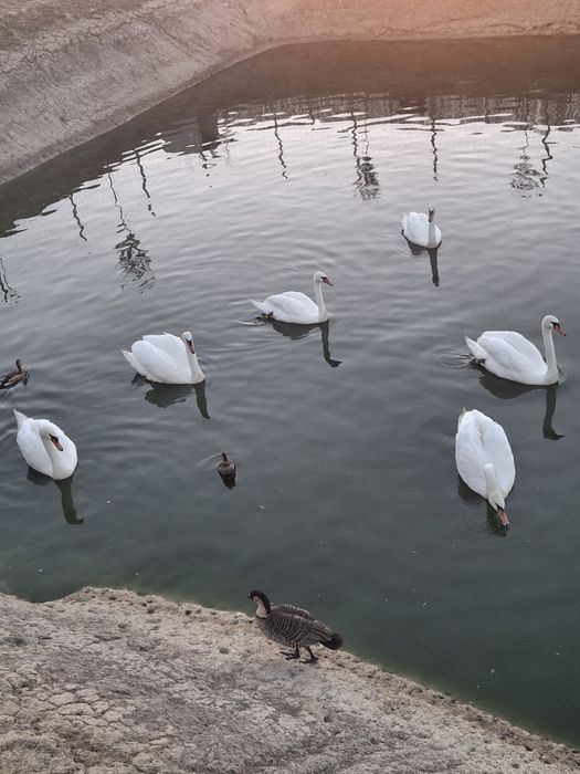 Lebede albe mature.