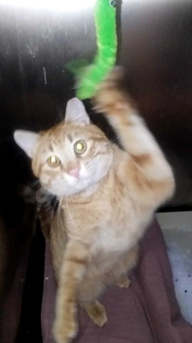 Коте на годинка спешно търси дом