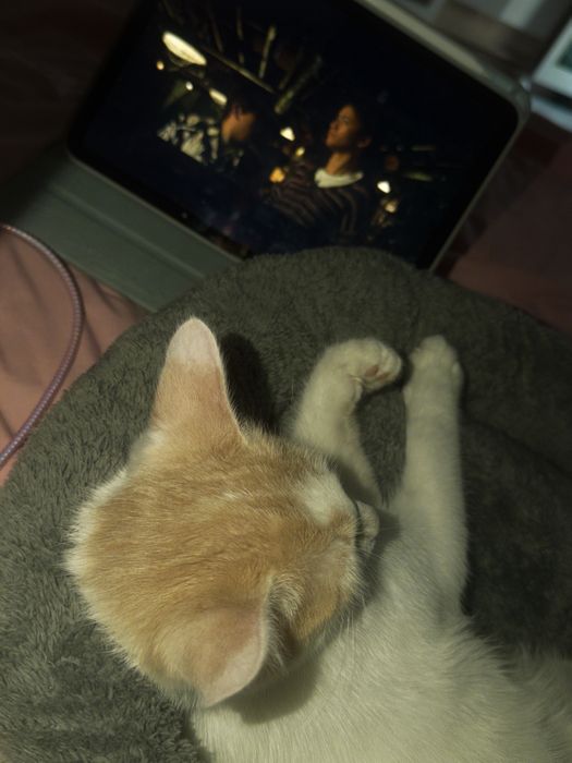 Кошка Котята Шотландка