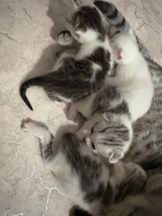 Отдам котят в добрые руки