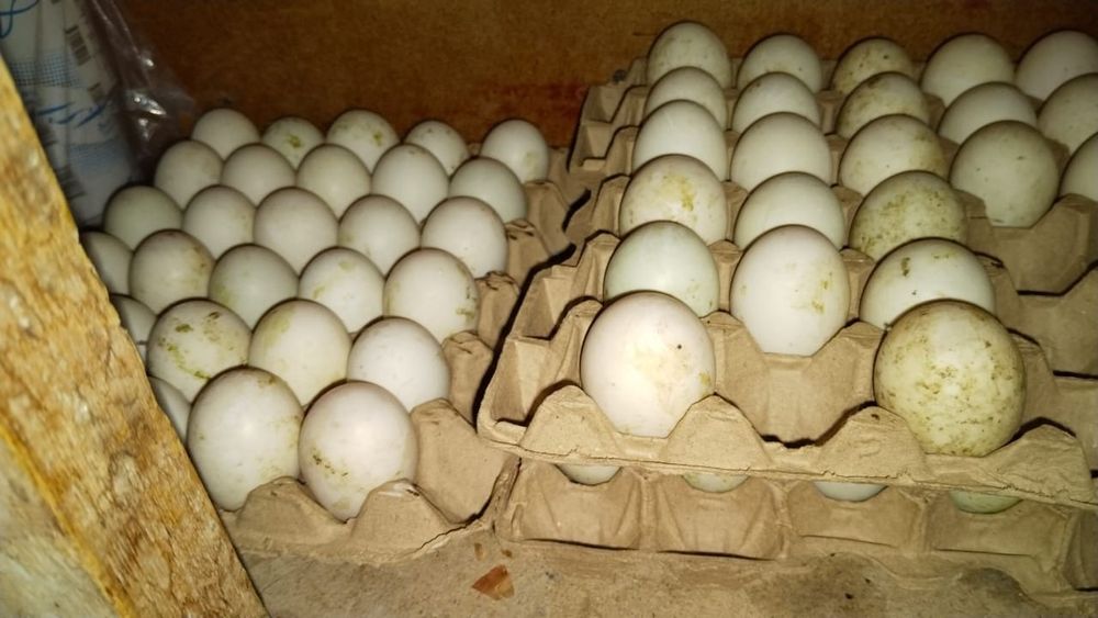 Үйрек сатылады бағасы 7000