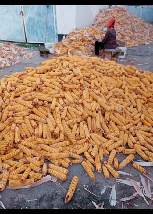 Кукуруза в пачатках