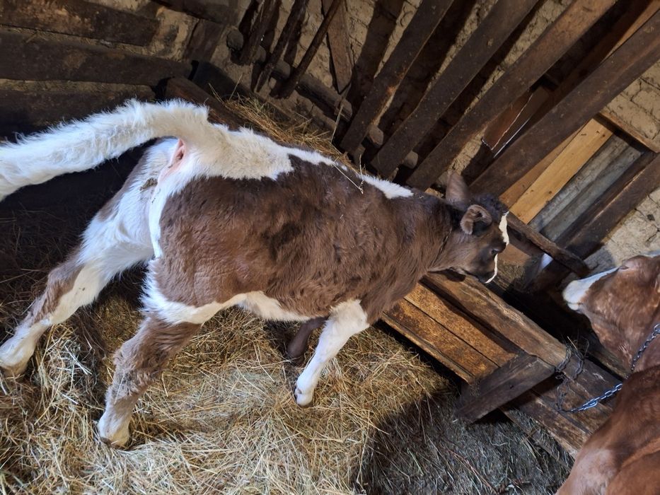 Vând vițel  4 luni