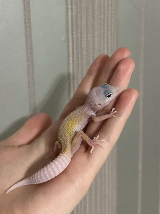 Эублефар малышь