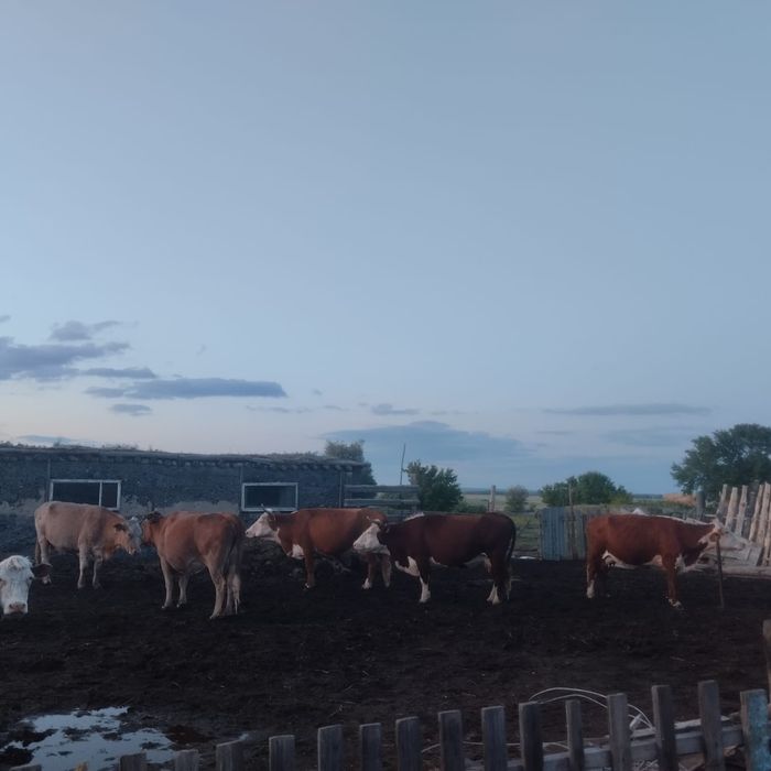 Продам частный 4комнатный большой дом.Находится село Булак.Имеется бол - Widok 5