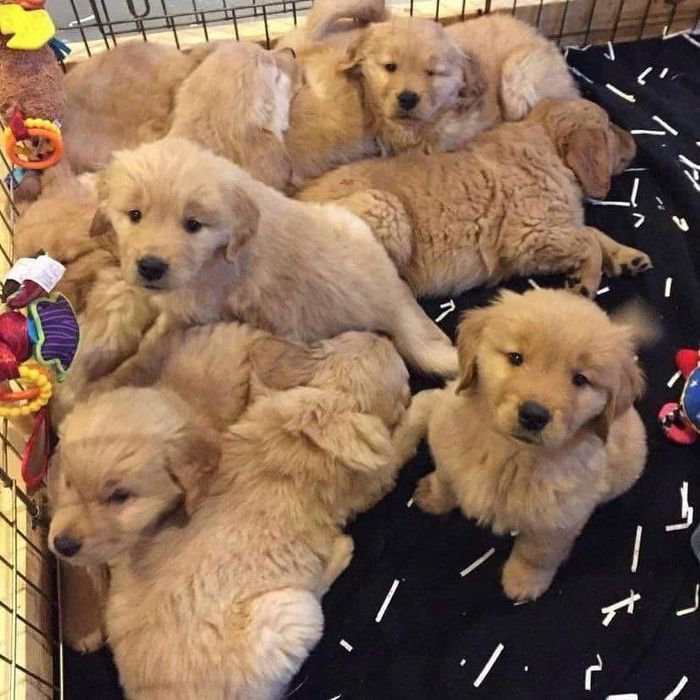 Голдън ретривър момче