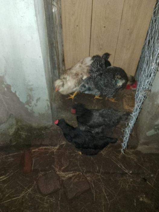 Disponibile găini moțate