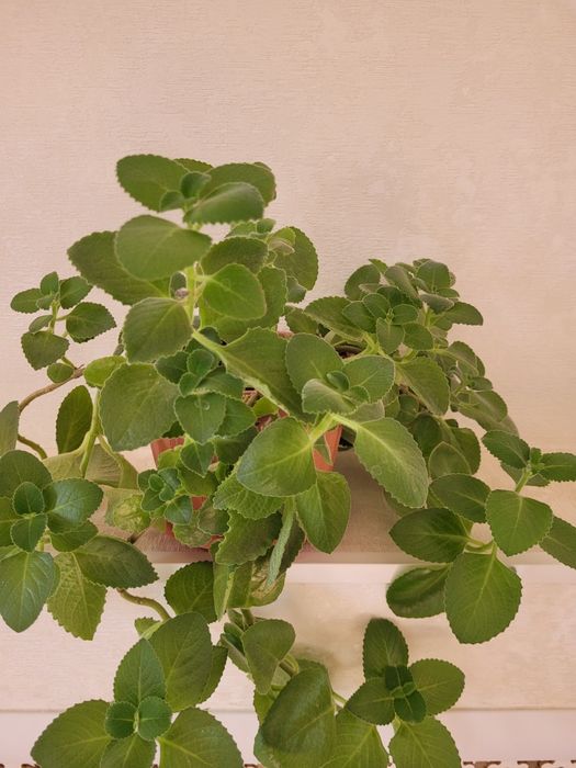 Продам комнатные растений