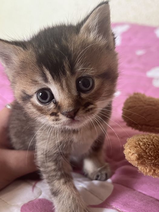 Котёнком  Mushukcha