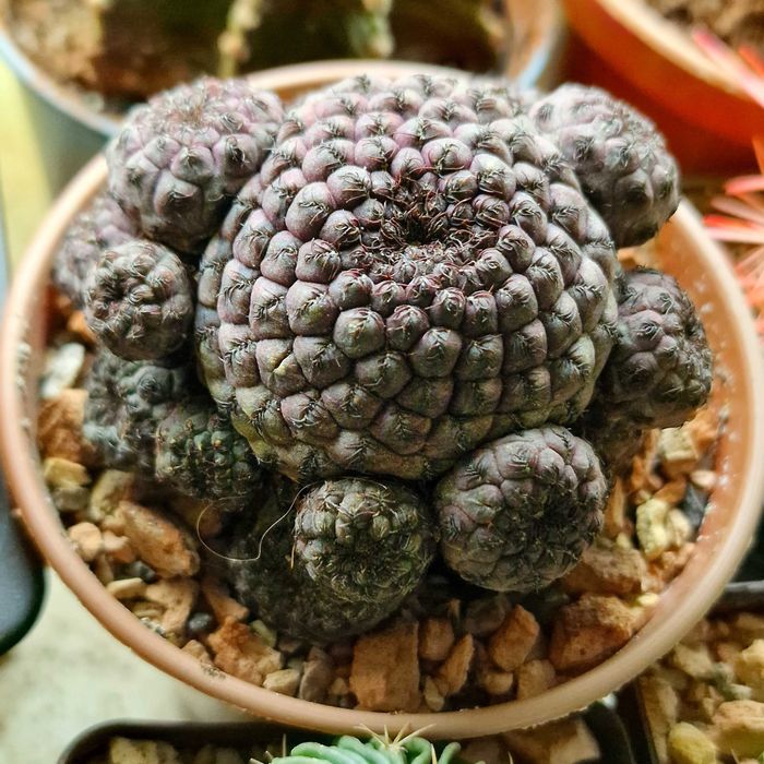 Кактусы, суккуленты