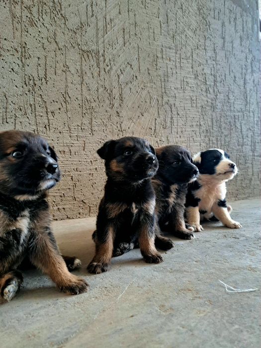 Күшіктер Звонок Щенки