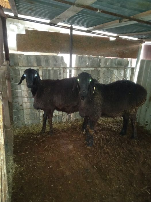 Қочқорлар сотилади семиз уйда боқилган